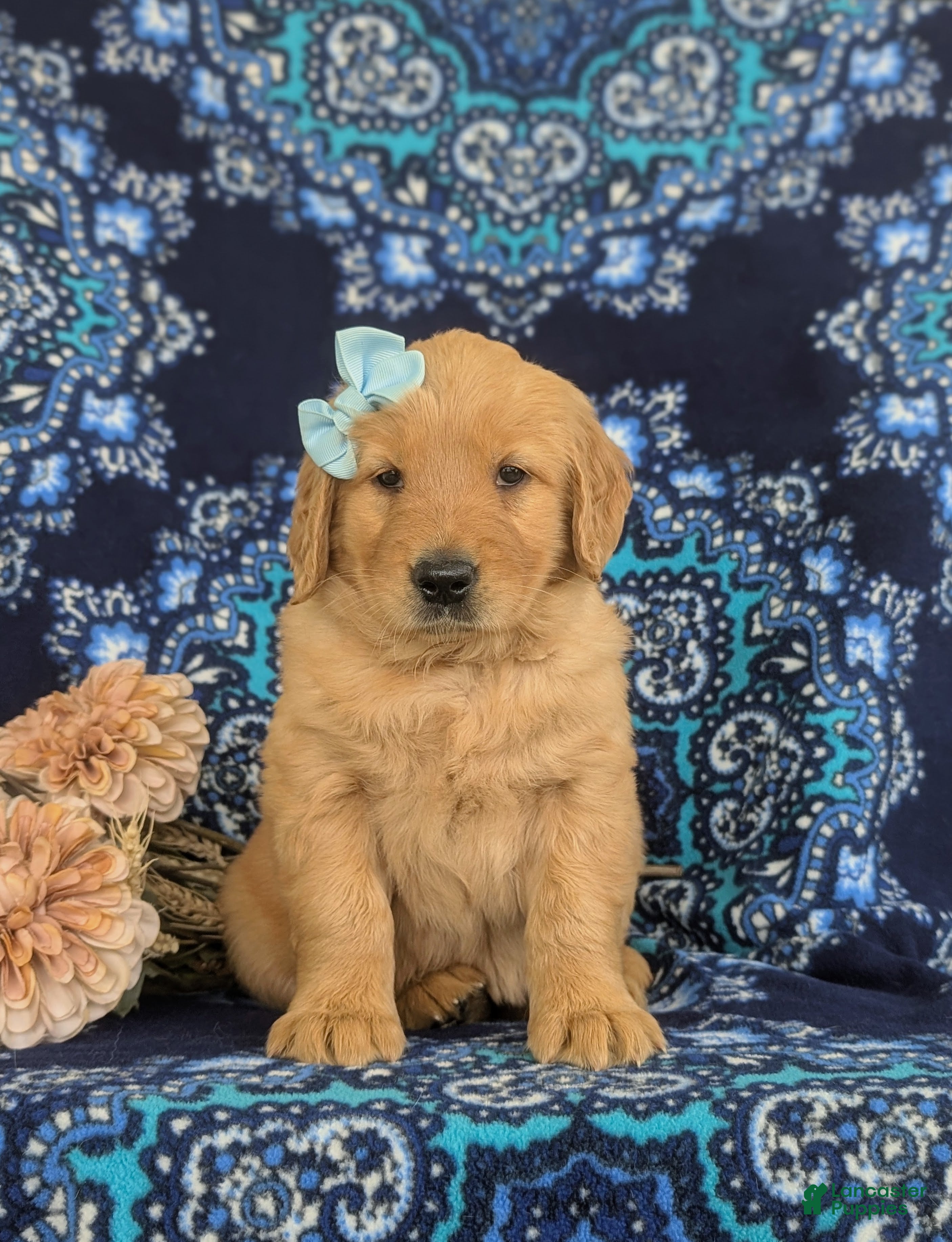 Golden Retriever dogs Magnolia - Ad 2