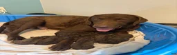 Chesapeake Bay Retriever dogs for sale: Chesapeake Bay Retriever 5 - Ad 6
