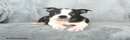 Boston Terrier dogs for sale: Santa   - Ad 3