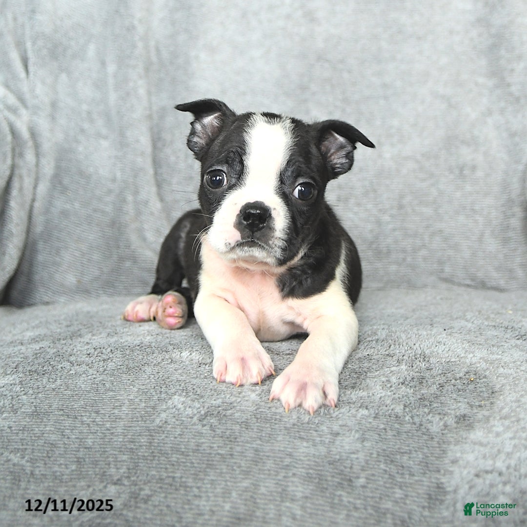 Boston Terrier dogs for sale: Santa   - Ad 3