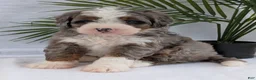 Mini Bernedoodle dogs for sale: Mini Darcy  - Ad 7