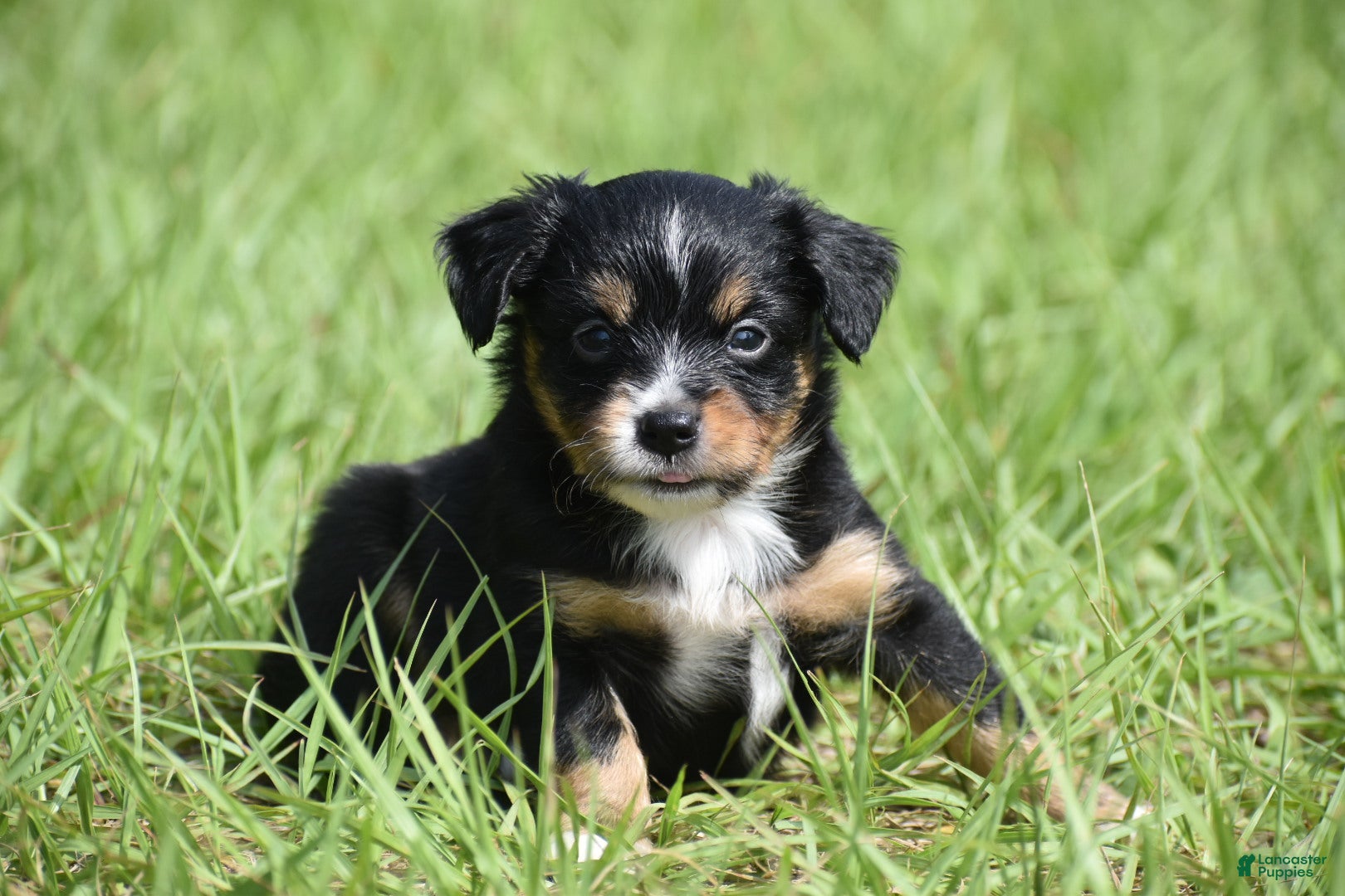 Toy Australian Shepherd dogs for sale: Toy Australian Shepherd Puppy 1 - Ad 3
