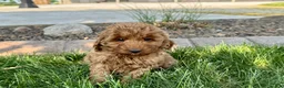 Cockapoo dogs for sale: Glenna - Ad 5