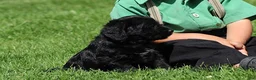 Mixed Breed dogs for sale: Blake - Ad 5