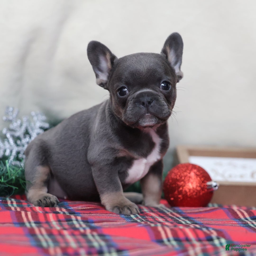 French Bulldog dogs for sale: April - Ad 6