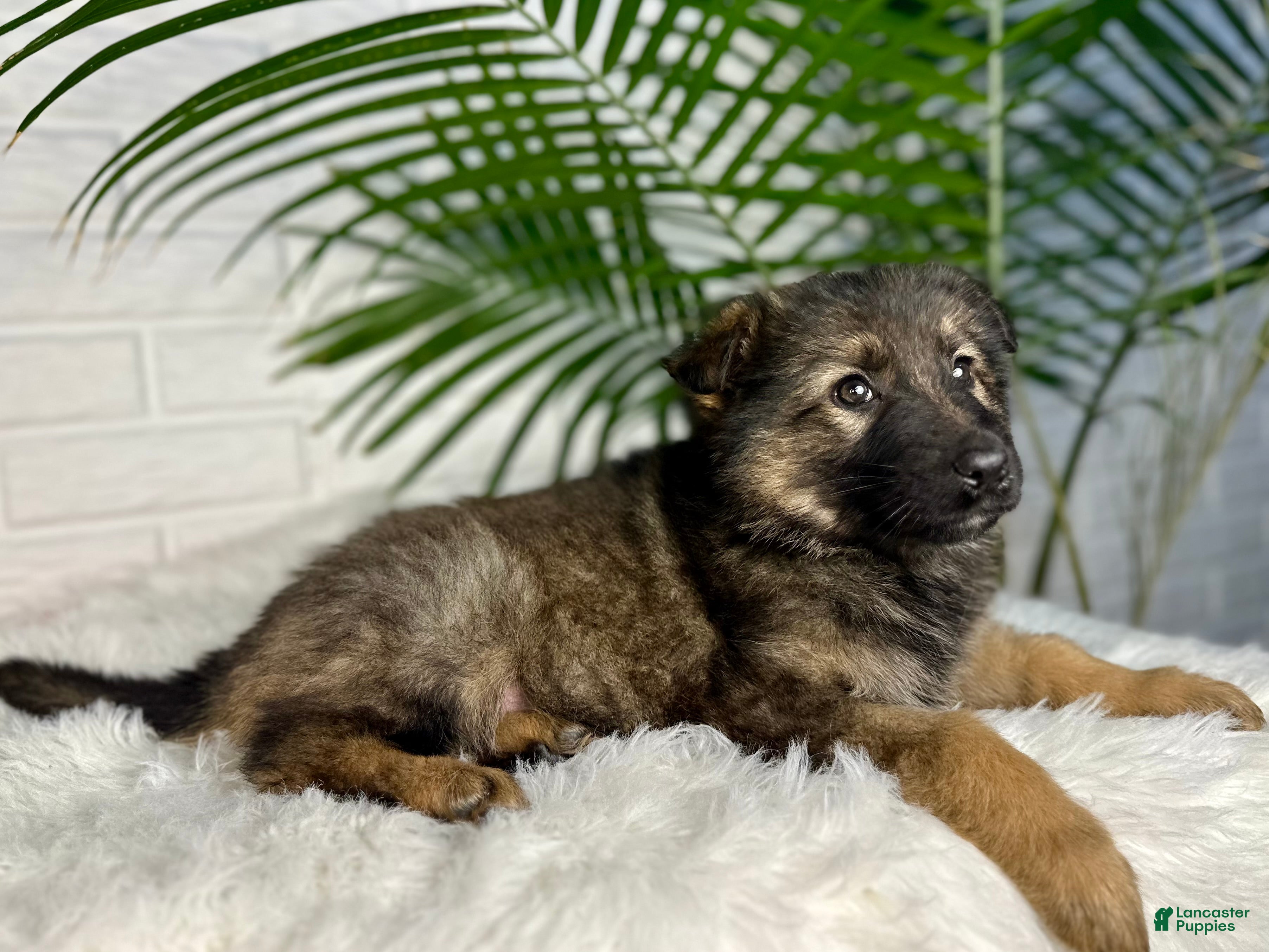German Shepherd dogs Oakley - Ad 2