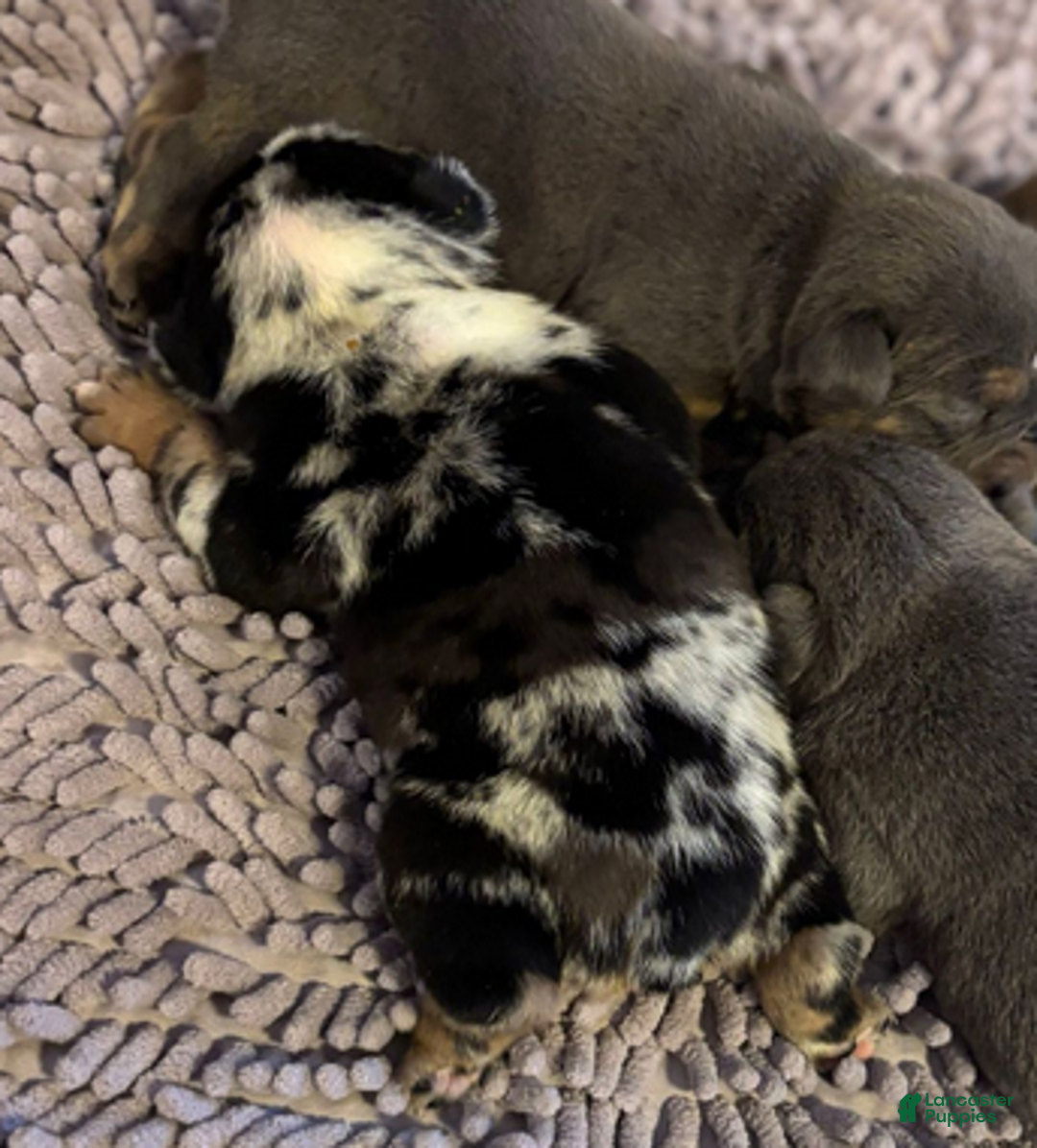 English Bulldog dogs for sale: Kobe - Ad 6