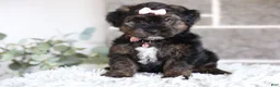 Yorkiepoo dogs for sale: Summer - Ad 12