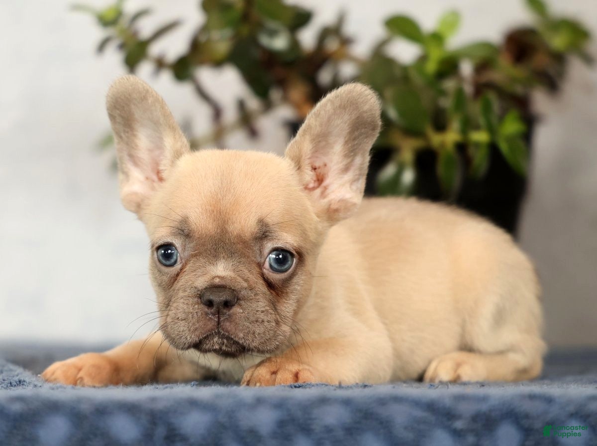 French Bulldog dogs Willow - Ad 1