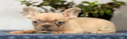 French Bulldog dogs for sale: Willow - Ad 6