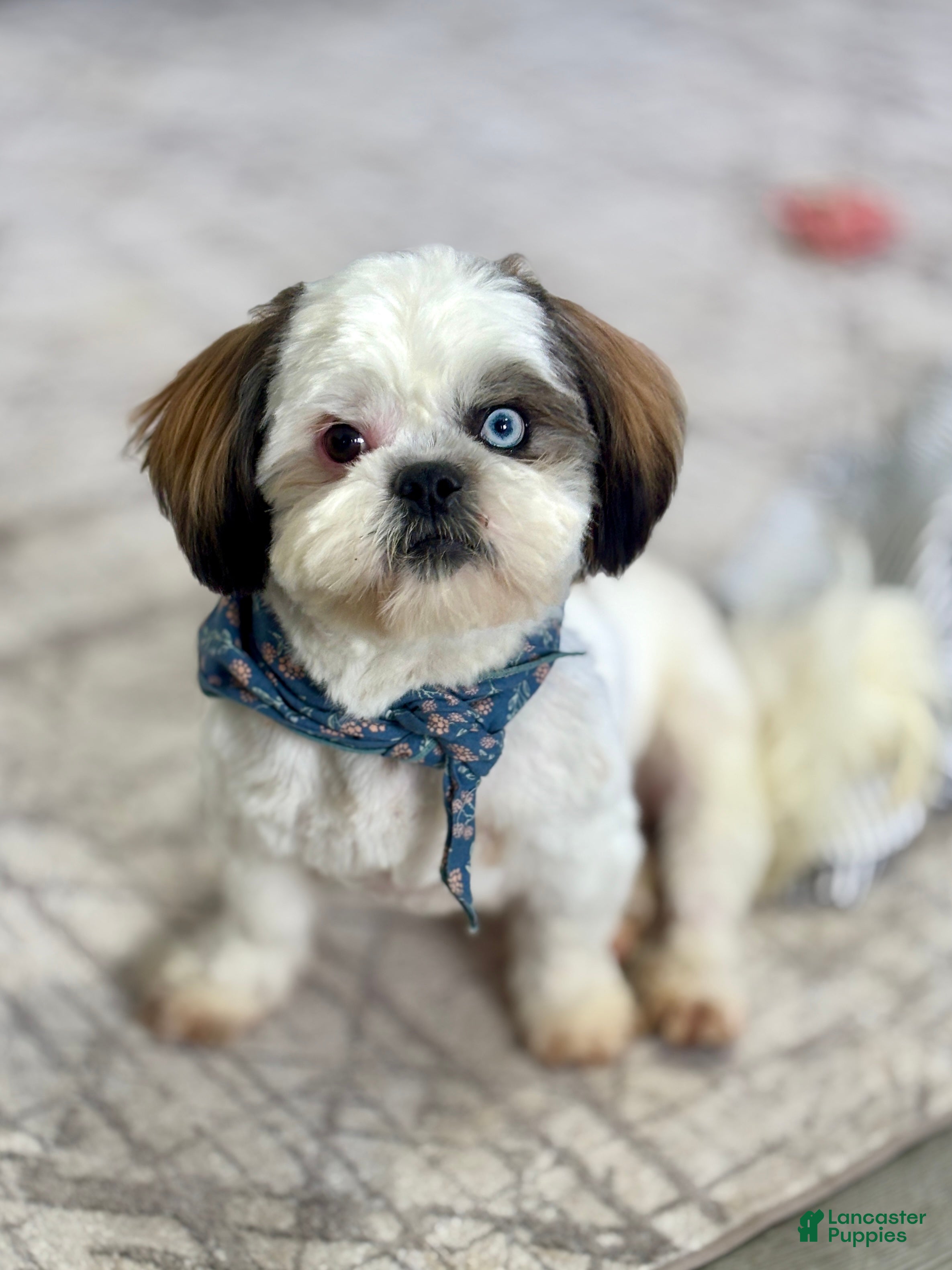 Shih Tzu dogs Shih Tzu Puppy 1 - Ad 30