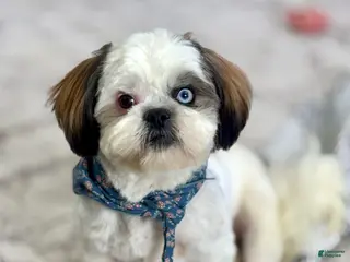 Shih Tzu dogs Shih Tzu Puppy 1 - Ad 30