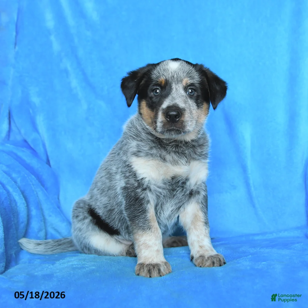 Australian Cattle Dog dogs for sale: Billy - Ad 1