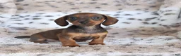 Miniature Dachshund dogs for sale: Maria   - Ad 3