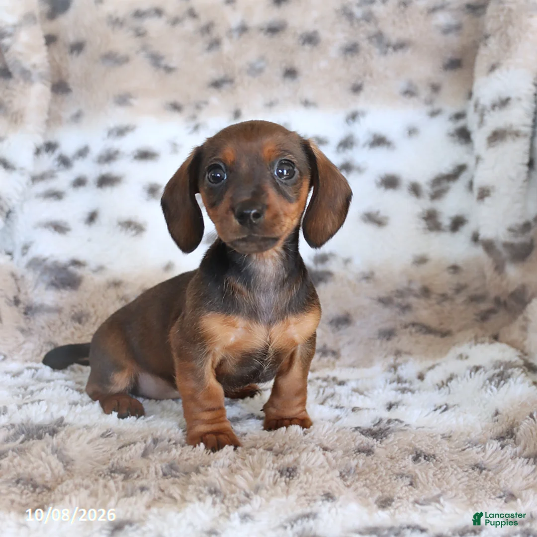 Miniature Dachshund dogs for sale: Maria   - Ad 3