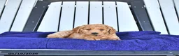 Mini Goldendoodle dogs for sale: Hazel  - Ad 4