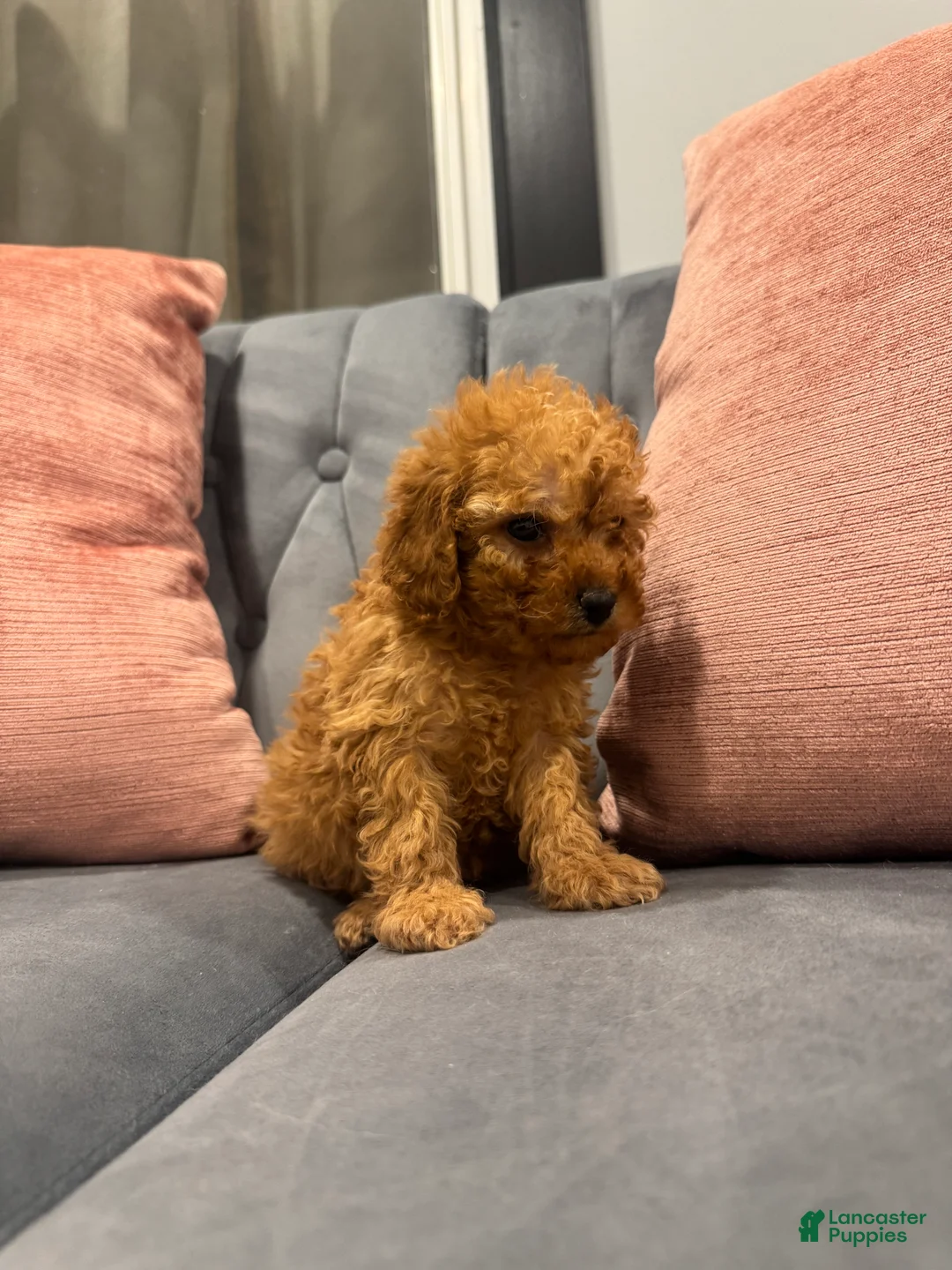 Cavapoo dogs for sale: Bre - Ad 5
