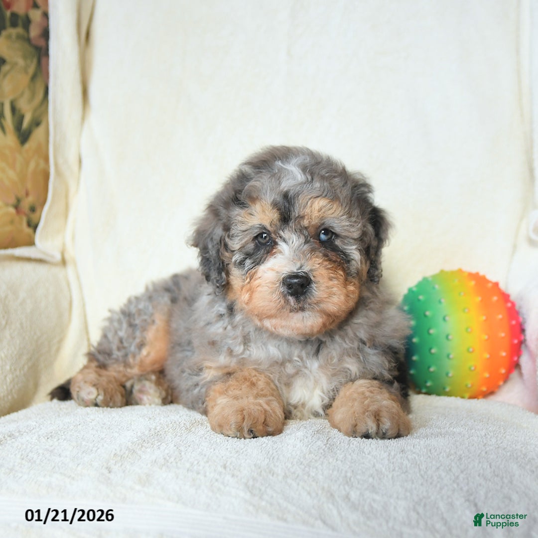 Mini Bernedoodle dogs for sale: Ranger - Ad 3
