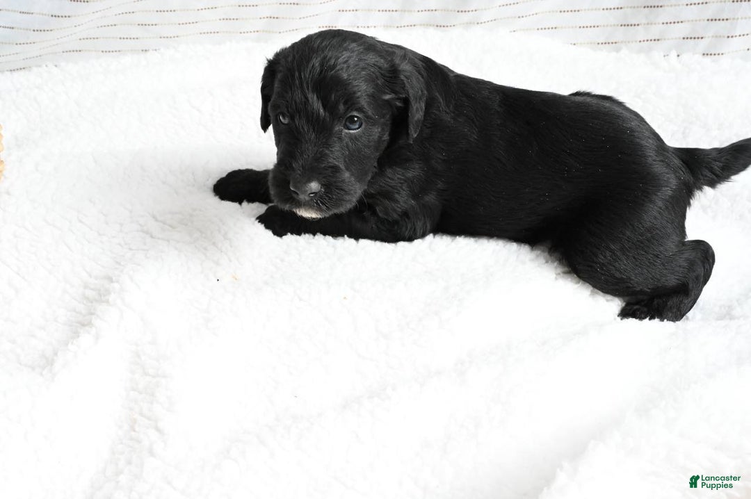 Mixed Breed dogs for sale: Aspen - Ad 2