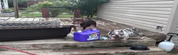 American Bully dogs for sale: Fendi - Ad 4