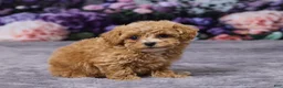 Bichpoo dogs for sale: Diamond - Ad 3