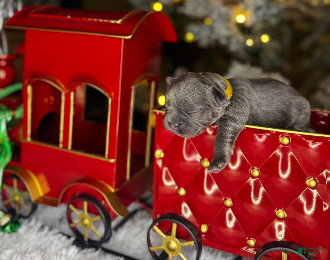 French Bulldog dogs for sale: ST VALENTINE  - Ad 1