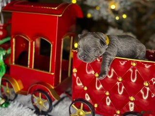 French Bulldog dogs ST VALENTINE - Ad 11