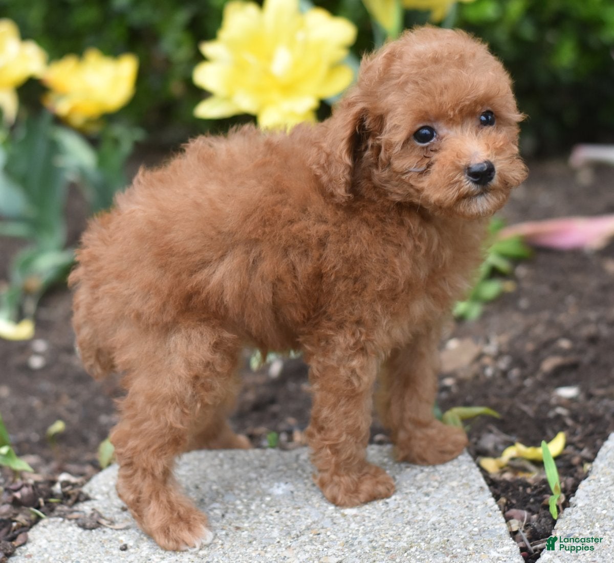 Miniature Poodle dogs Peanut - Ad 2