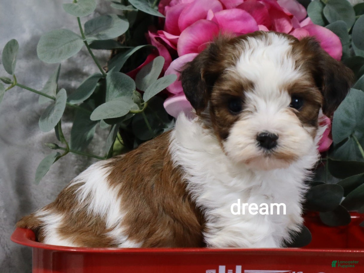 Mixed Breed dogs Cadence - Ad 1