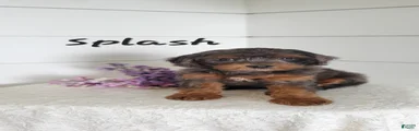Splash