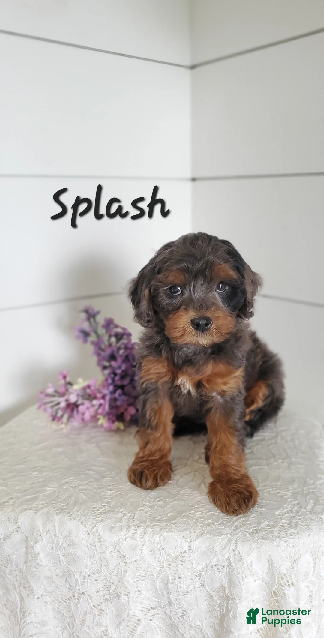 Cavapoo dogs for sale: Splash - Ad 1