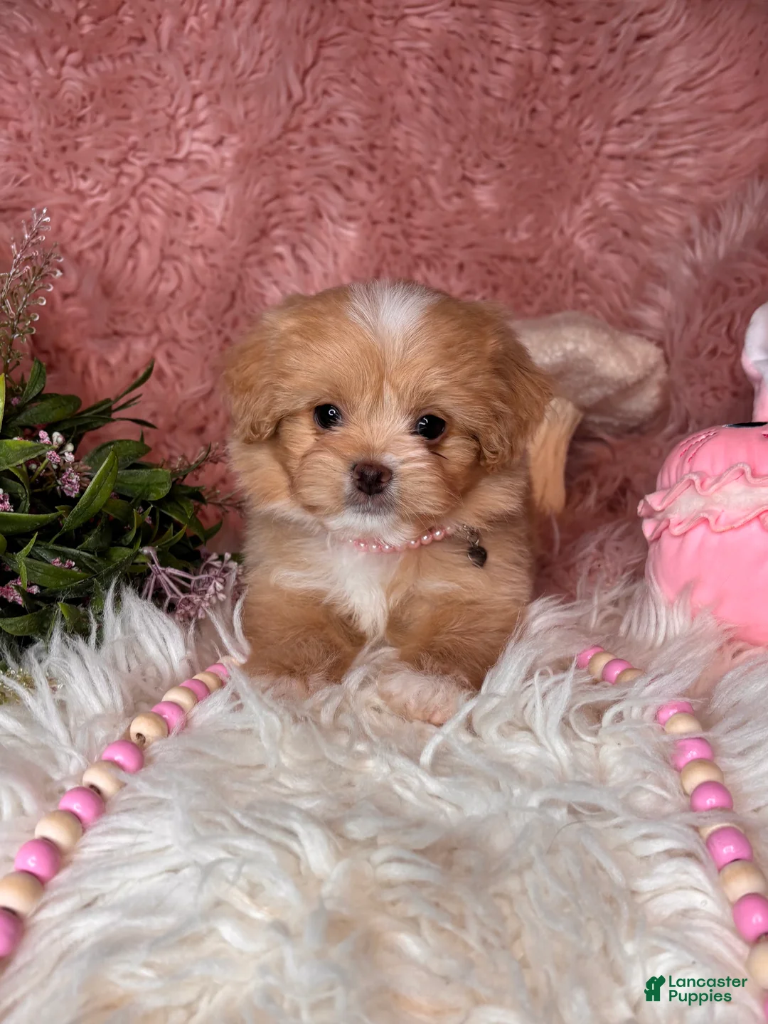 Pekapoo dogs for sale: Whisper - Ad 4