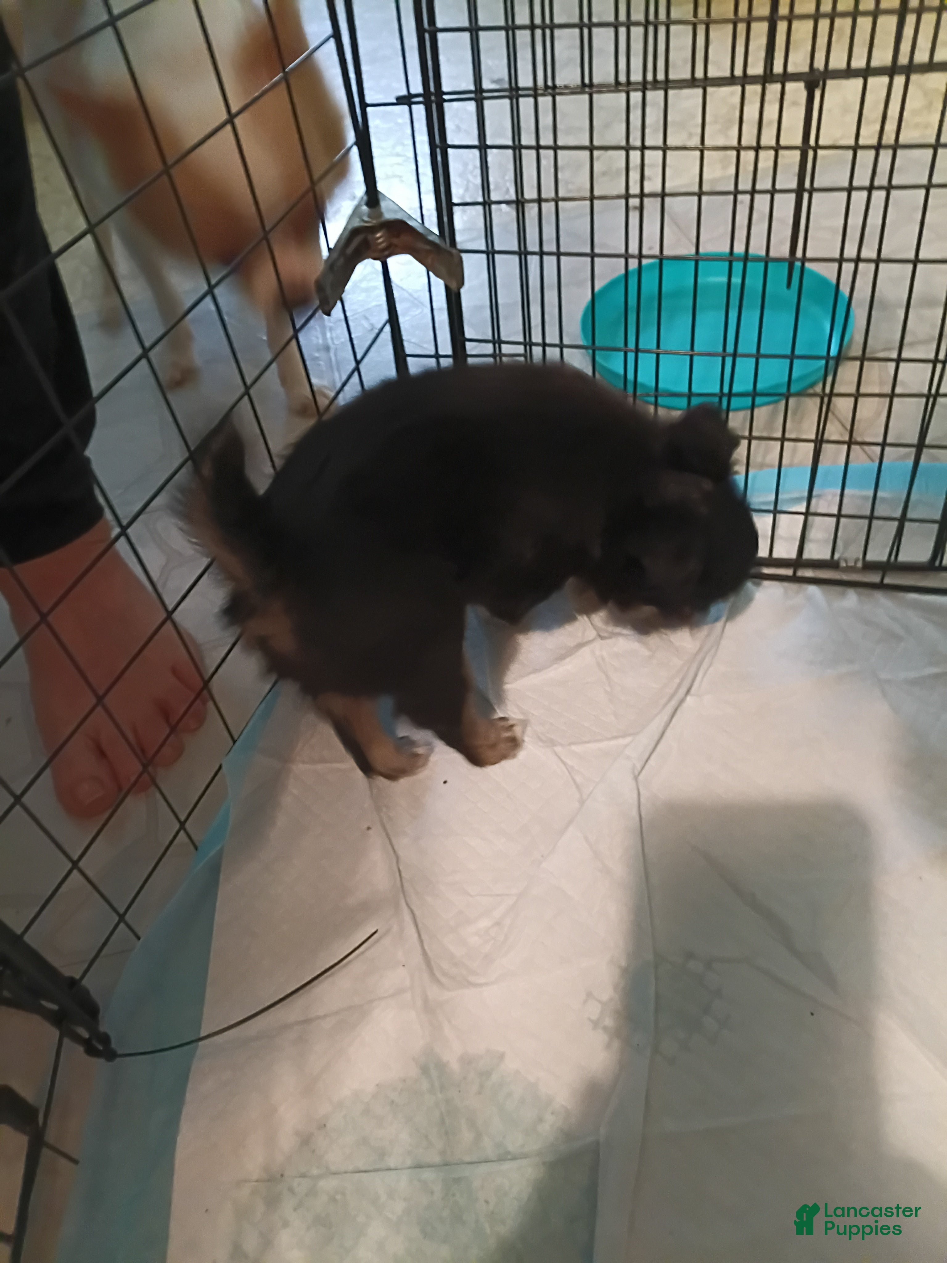 Chihuahua dogs Chihuahua 1 - Ad 11