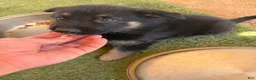 German Shepherd dogs for sale: German Shepherd 1 - Ad 1
