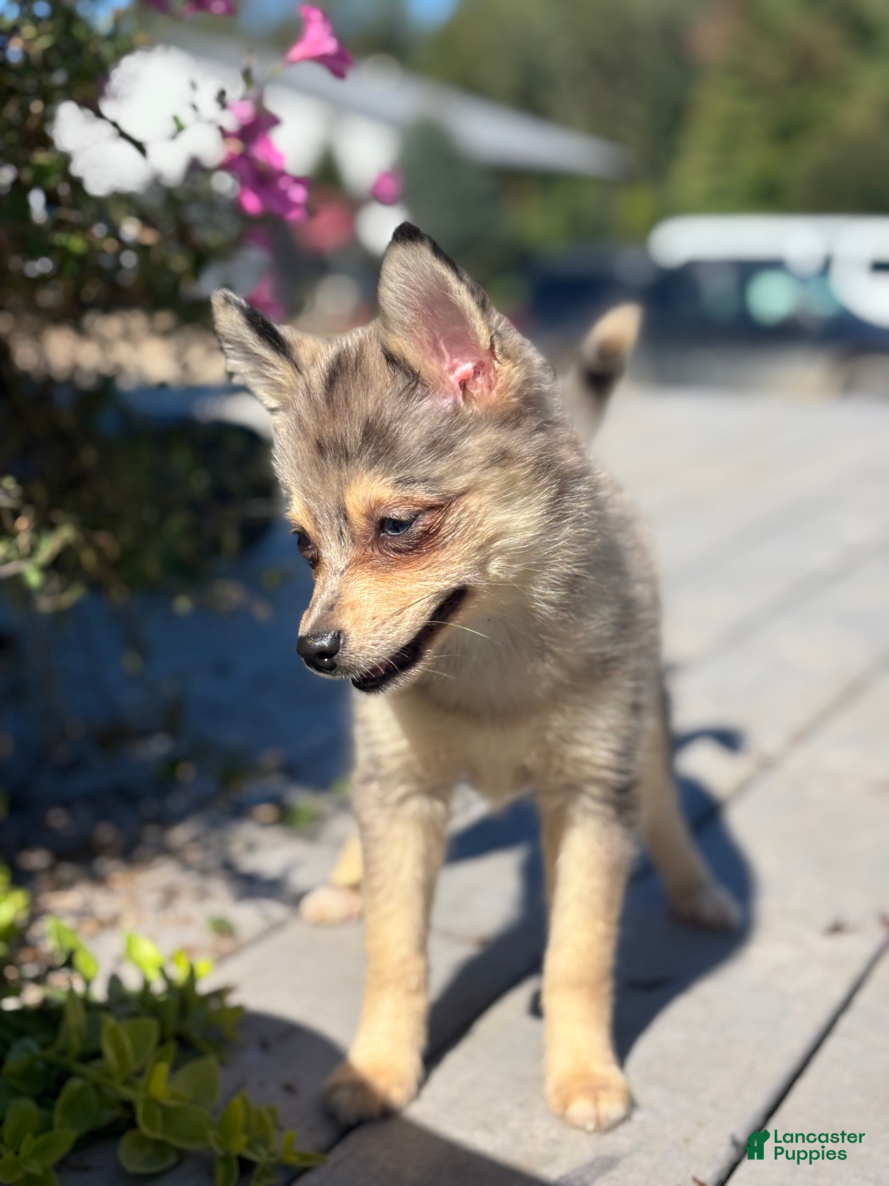 Pomsky dogs Glenda - Ad 2