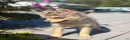 Pomsky dogs for sale: Glenda - Ad 2
