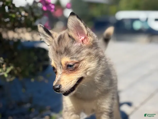 Pomsky dogs for sale: Glenda - Ad 2
