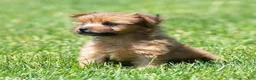 Yorkiepoo dogs for sale: Ranae - Ad 5