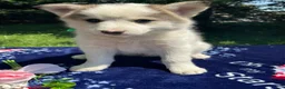 Pomsky dogs for sale: Dustin - Ad 4