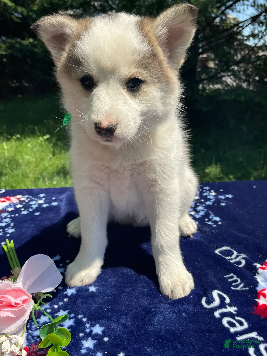 Pomsky dogs for sale: Dustin - Ad 4