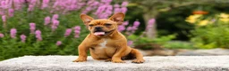 French Bulldog dogs for sale: Diesel - Ad 15