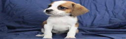 Puggle dogs for sale: Jasper - Ad 3