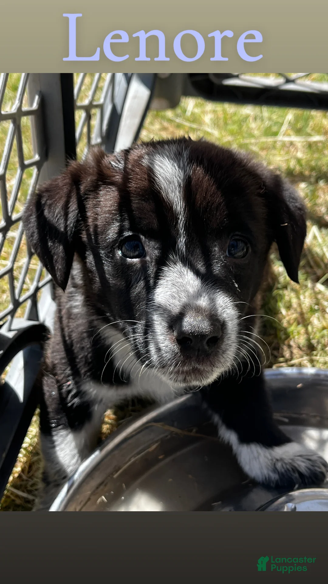 Welsh Corgi Pembroke dogs for sale: Welsh Corgi Pembroke Puppy 1 - Ad 1