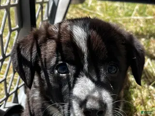 Welsh Corgi Pembroke dogs Welsh Corgi Pembroke Puppy 1 - Ad 9