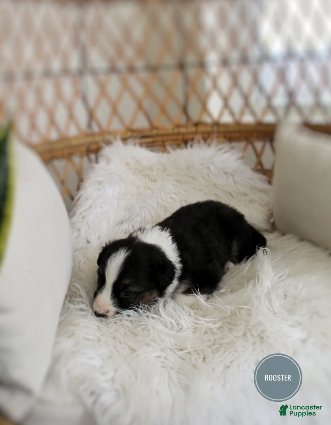 Mixed Breed dogs for sale: Rooster  - Ad 5