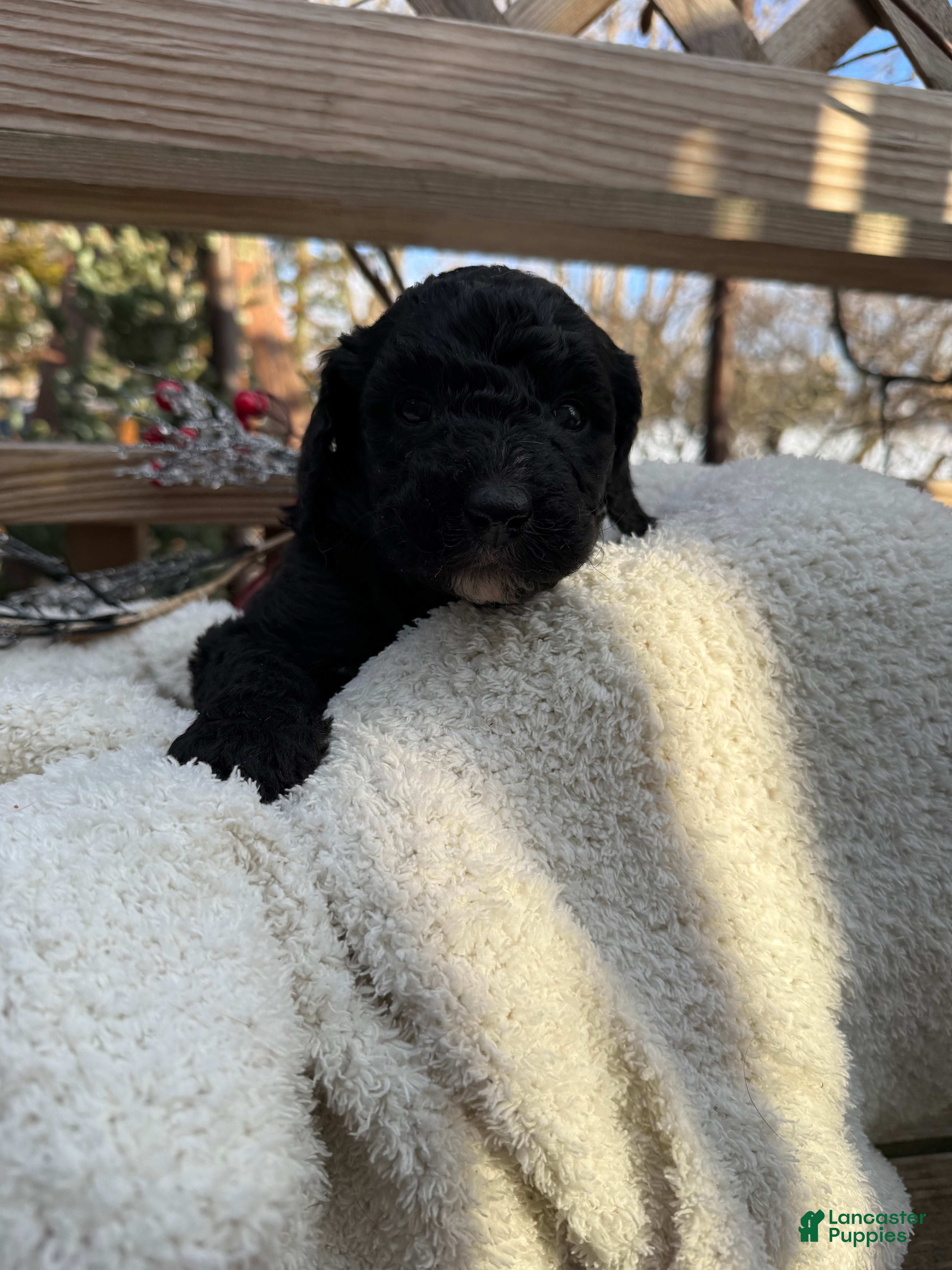 Mixed Breed dogs Sandy - Ad 2