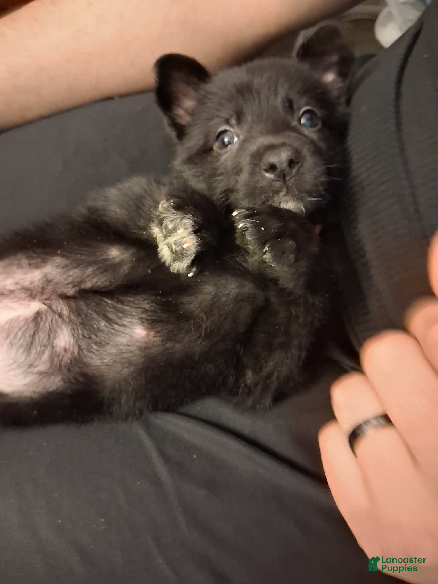 German Shepherd dogs Tink 🩷 - Ad 12