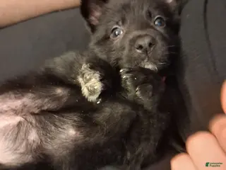 German Shepherd dogs Tink 🩷 - Ad 12