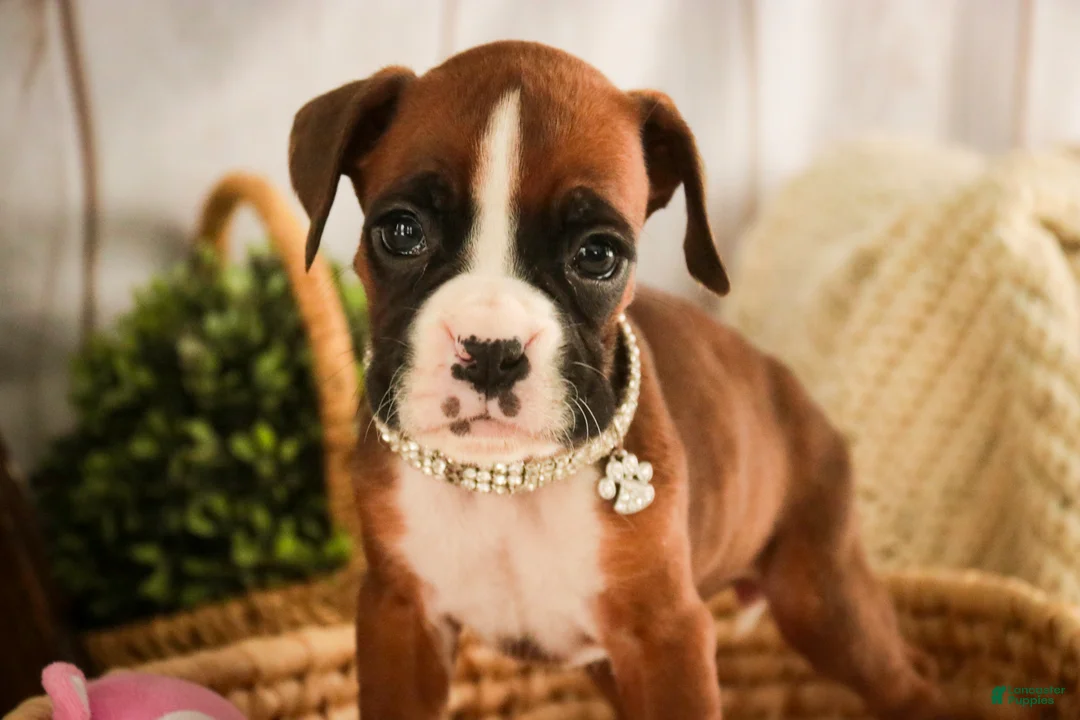 Boxer dogs for sale: Latte - Ad 5