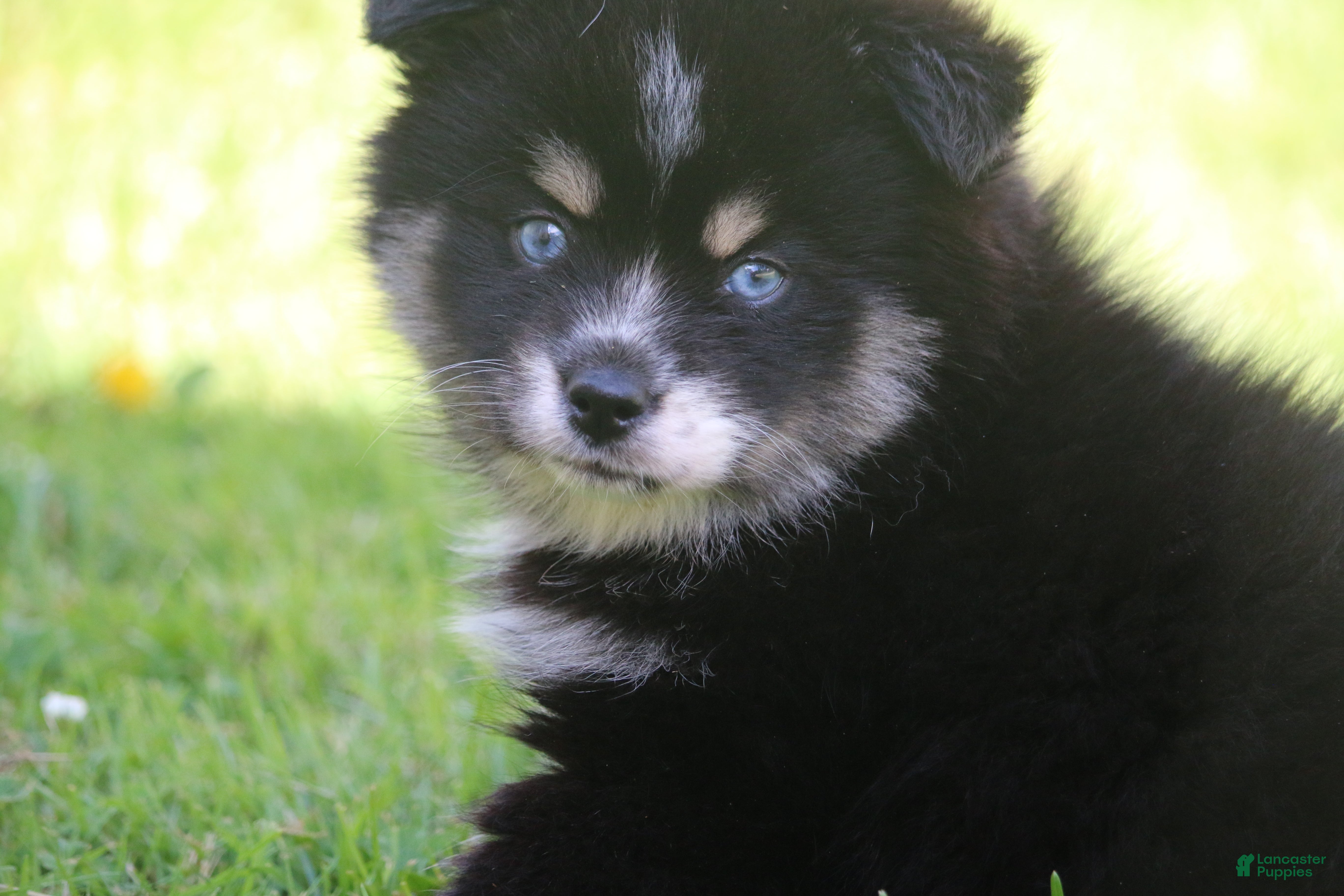 Pomsky dogs Deana - Ad 2